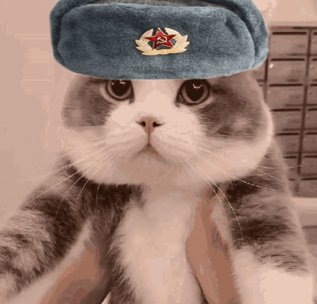 Cat Meme 3