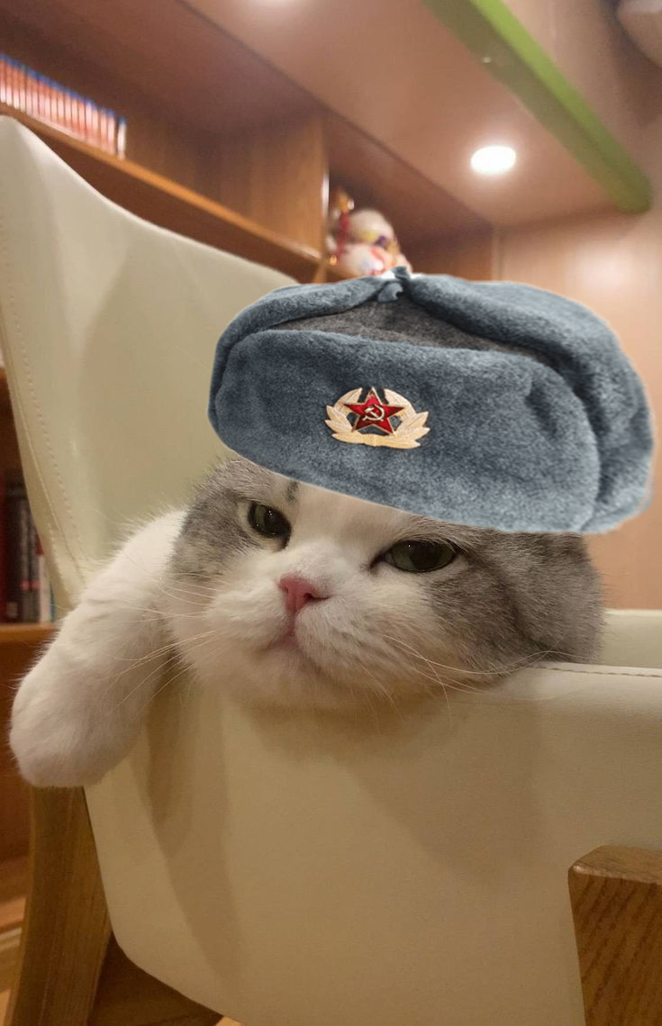 Cat Meme 4